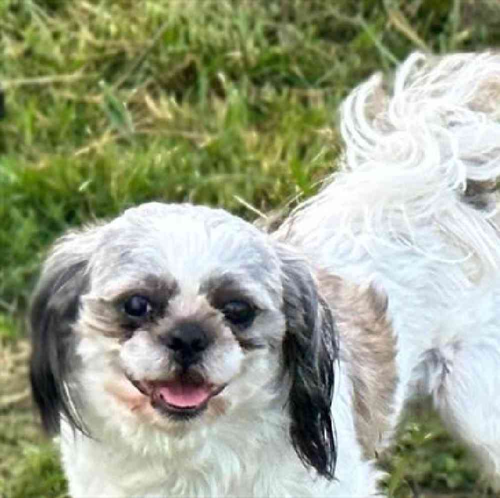 carousel pet images