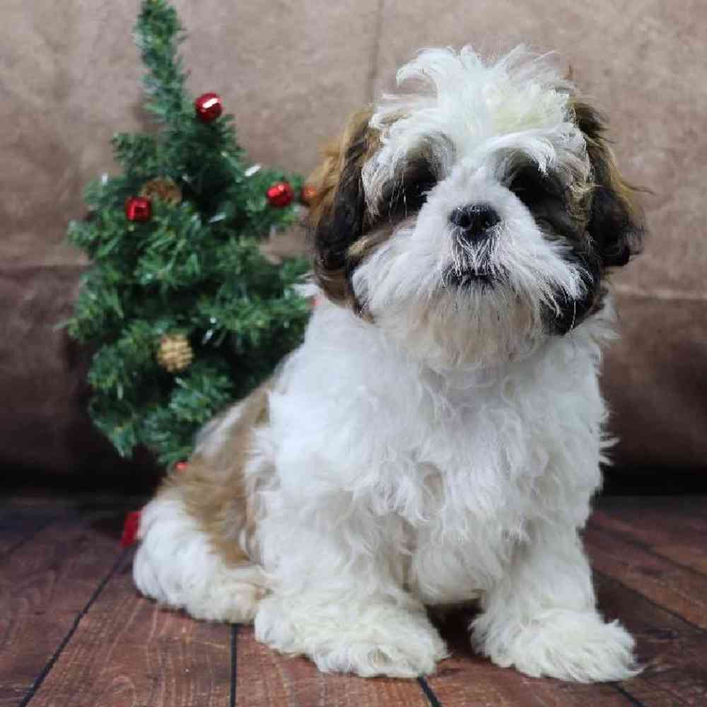carousel pet images