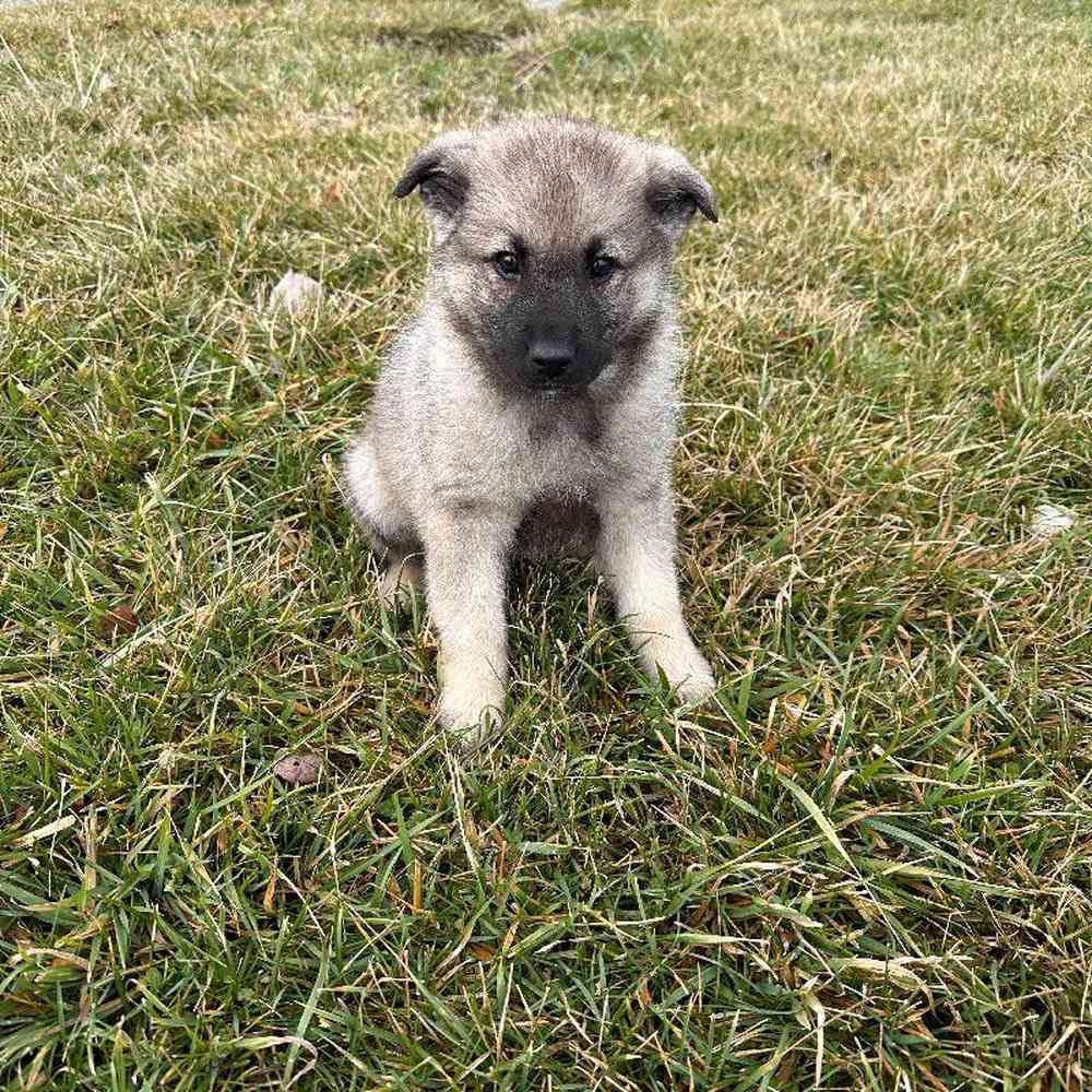 Male Norwegian Elkhound Puppy for Sale in Millersburg, IN