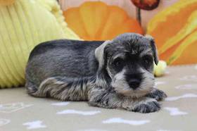 Mini Schnauzer