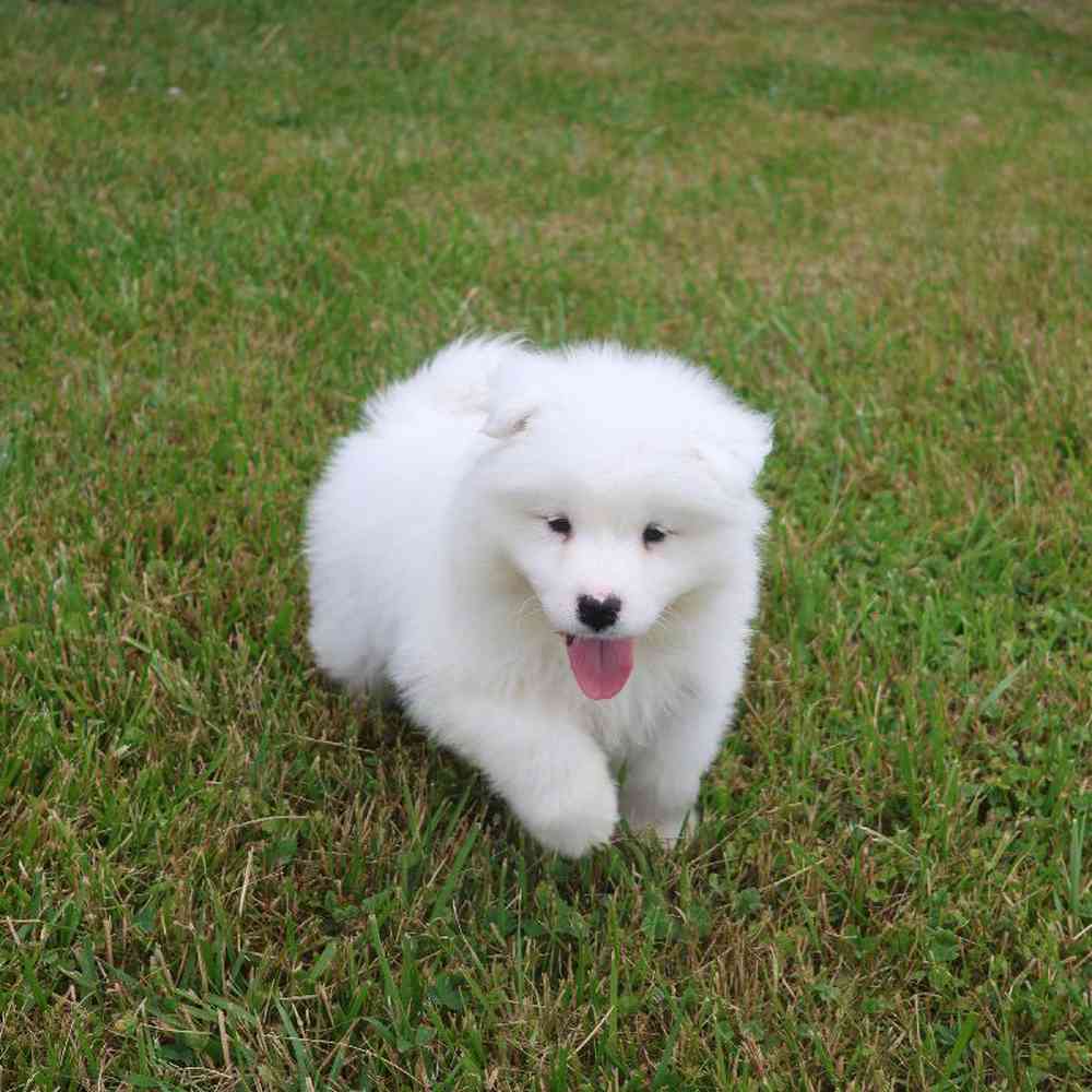 Male Samoyed Puppy for Sale in Millersburg, IN