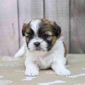 Shih Tzu