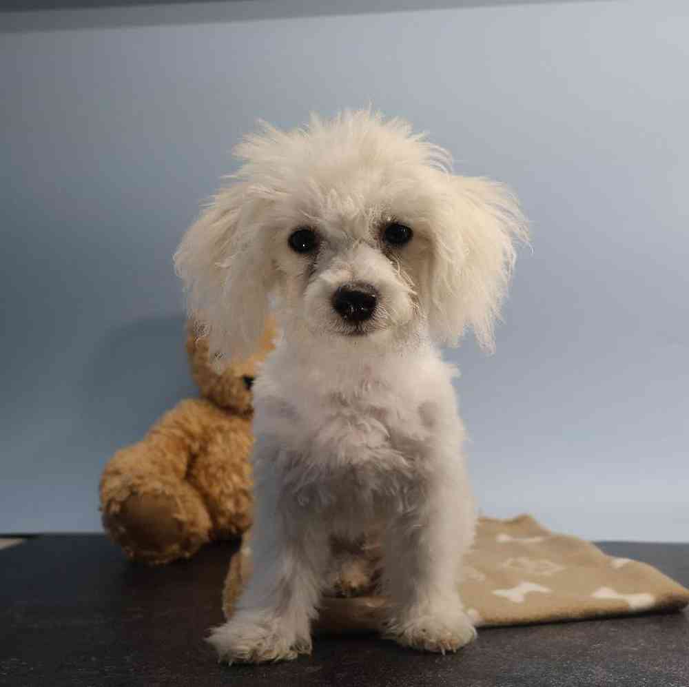 Male Bichon Puppy for Sale in Millersburg, IN