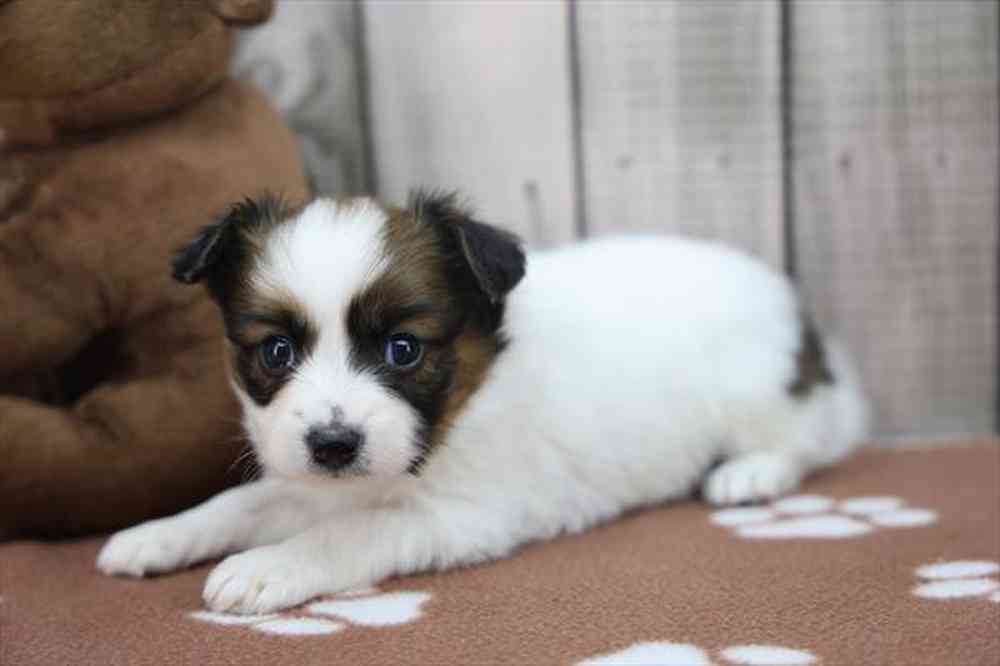 carousel pet images