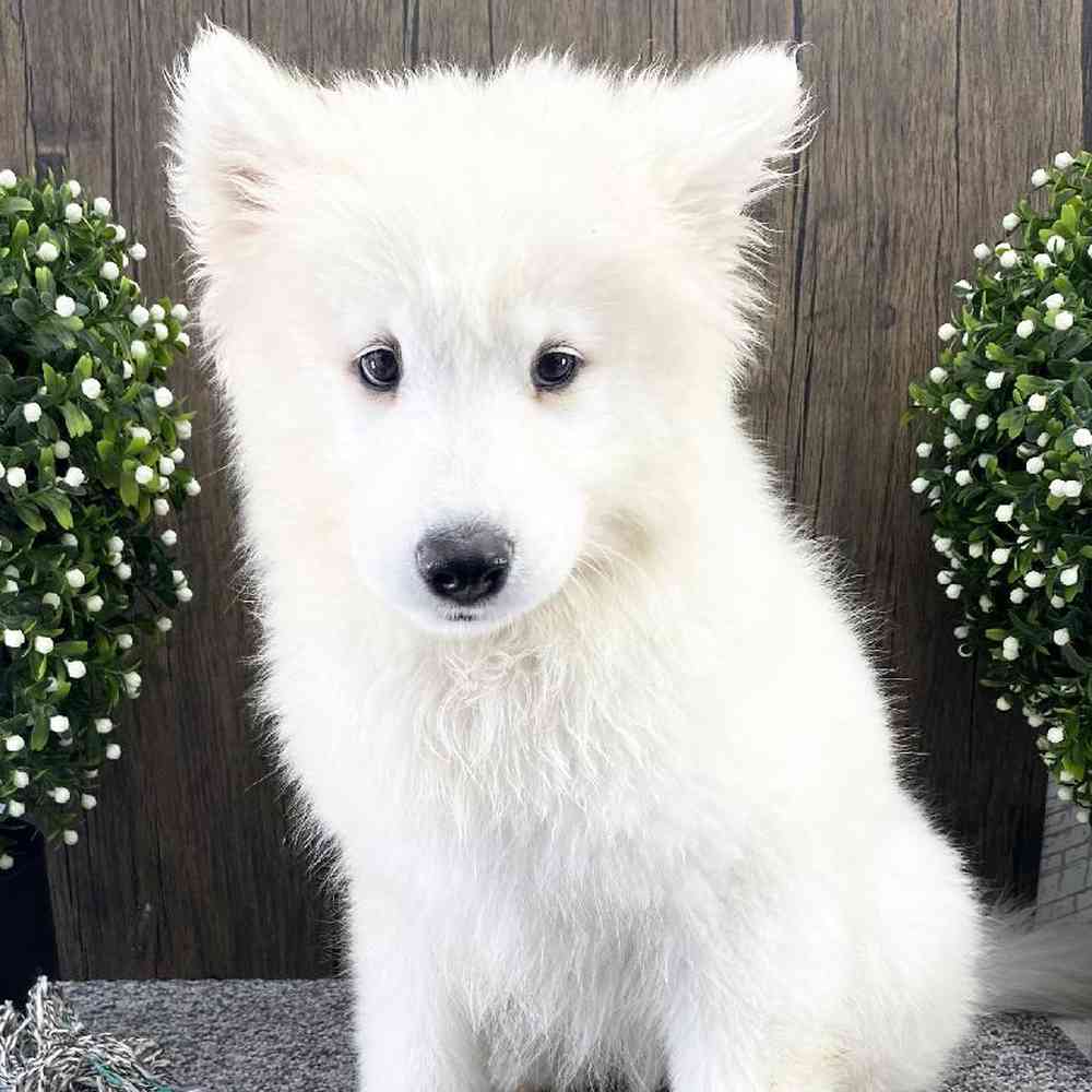 Female Samoyed Puppy for sale