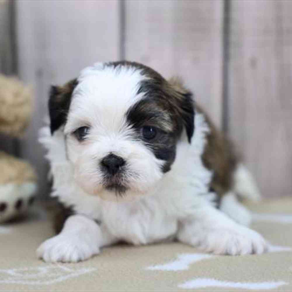 Image of a pet breed in the gallery