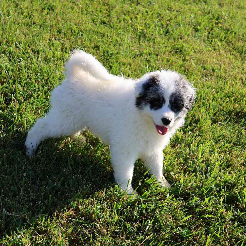 carousel pet images