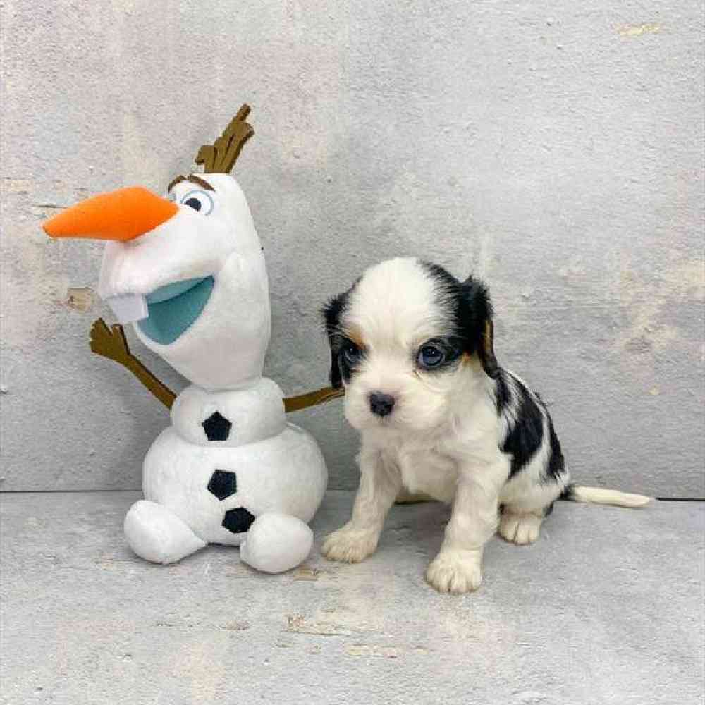 carousel pet images