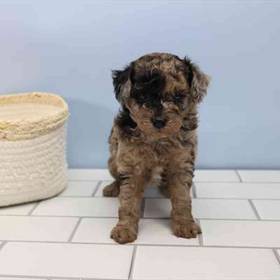 Mini Poodle