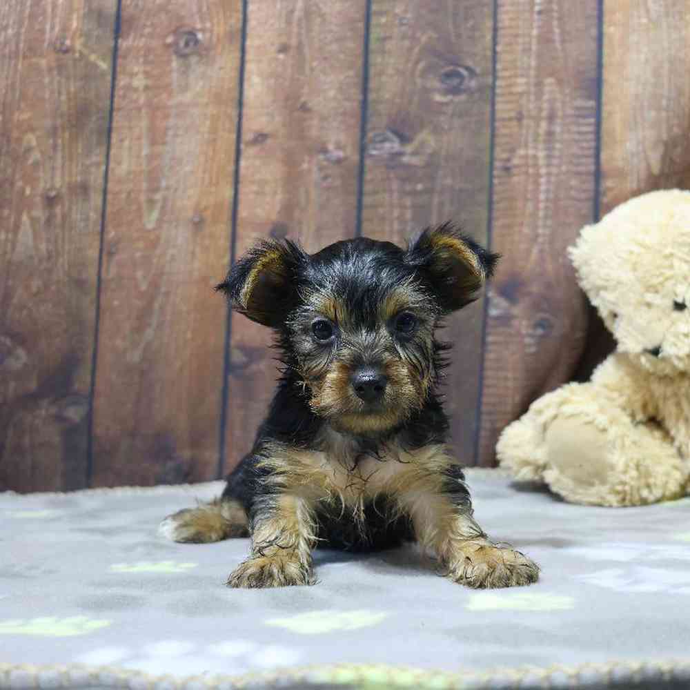 Male Yorkie Puppy for Sale in Millersburg, IN