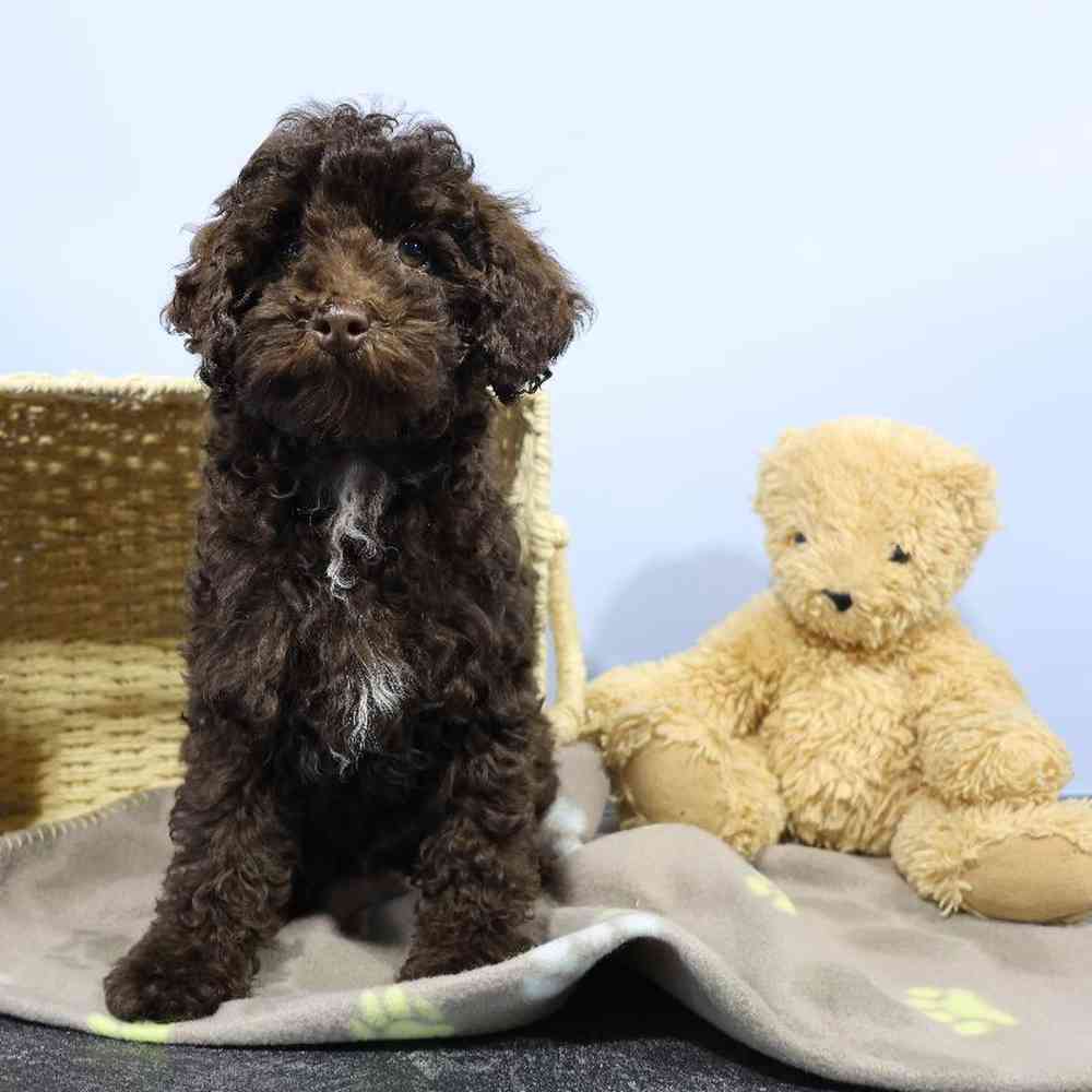 carousel pet images