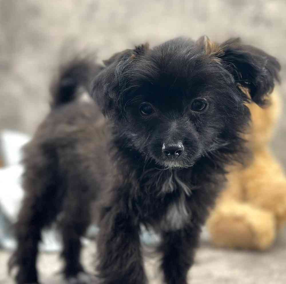 Male Papillon-Toy Poodle Puppy for Sale in Millersburg, IN