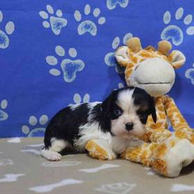 Cavalier King Charles Spaniel