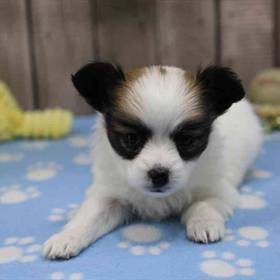 Papillon