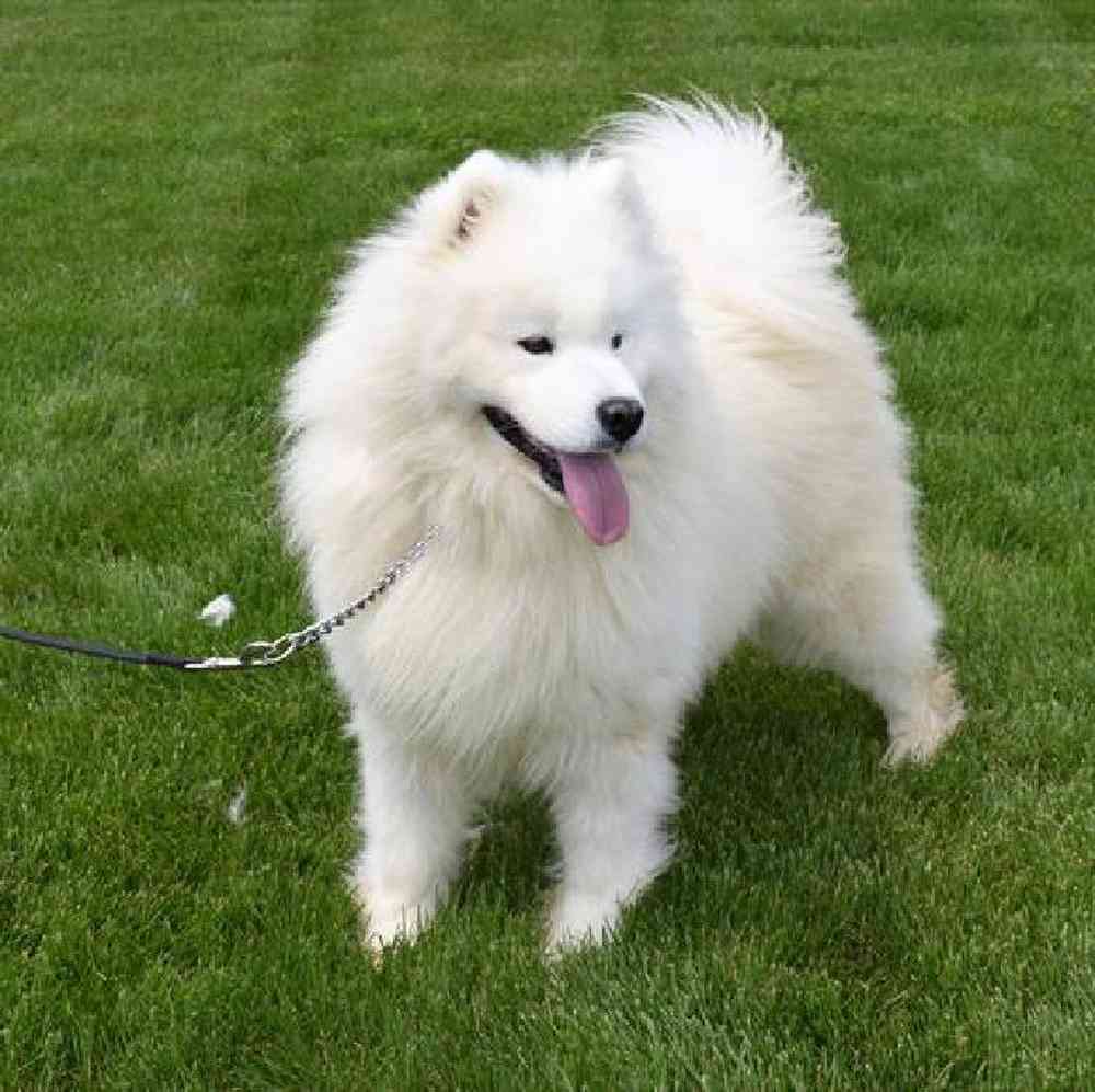 Male Samoyed Puppy for Sale in Millersburg, IN