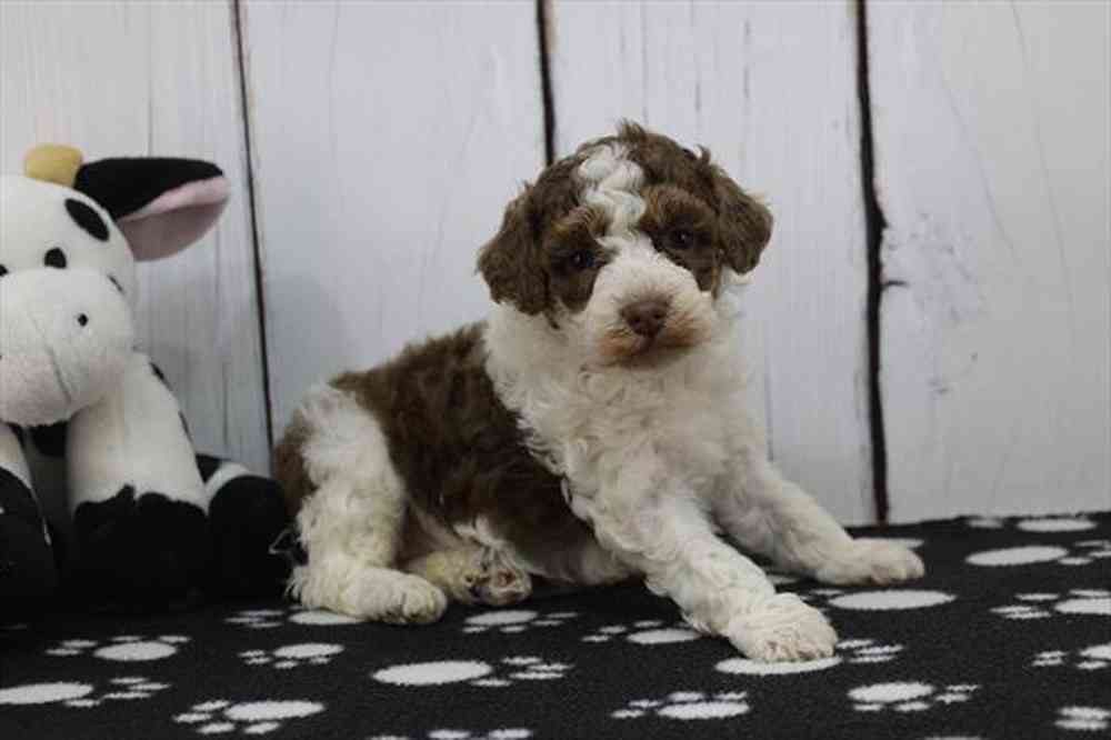 carousel pet images