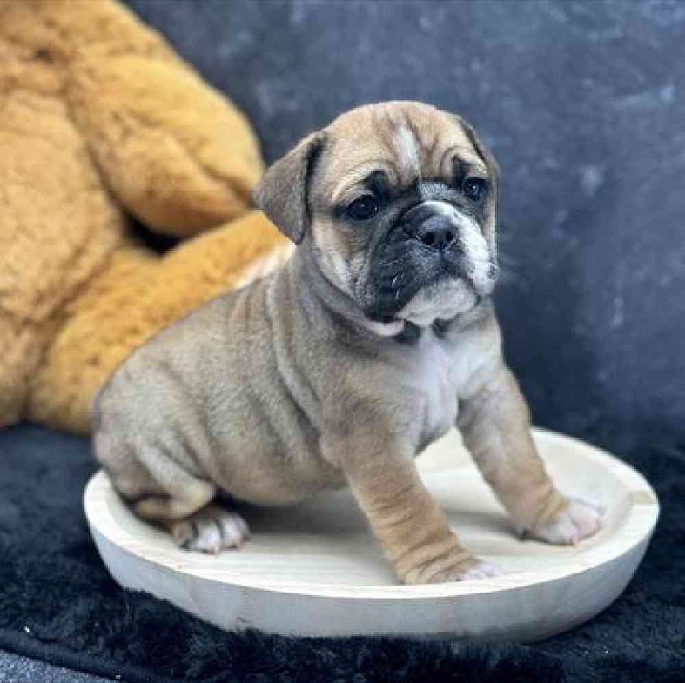 carousel pet images