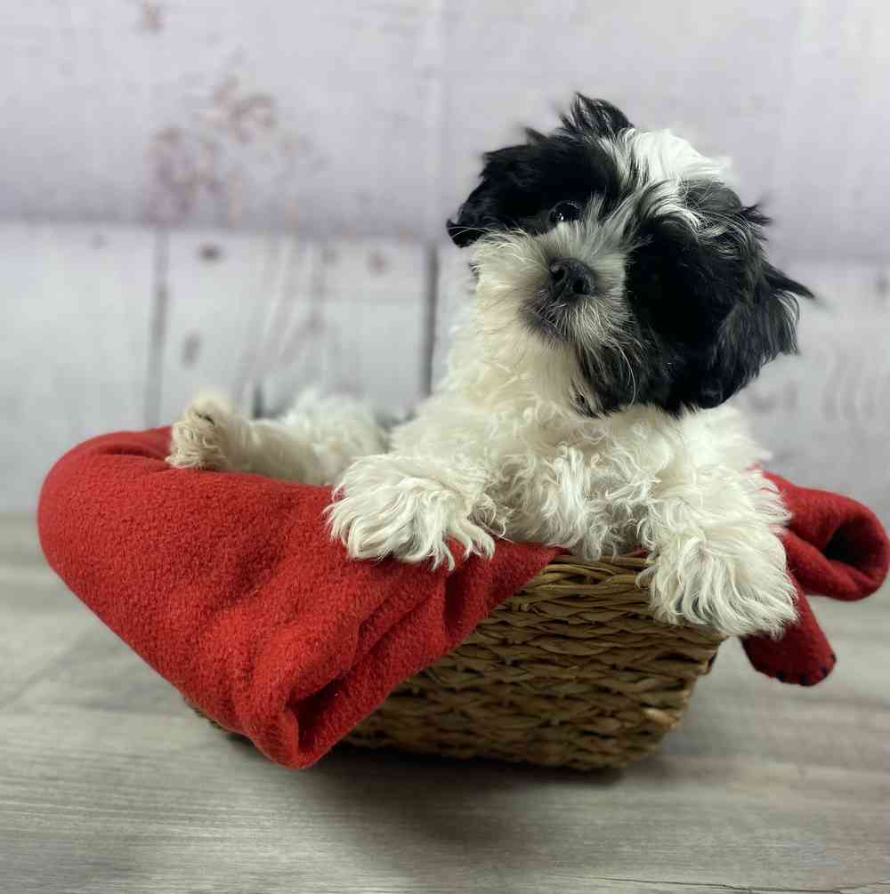 carousel pet images