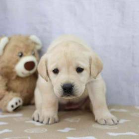 Labrador Retriever