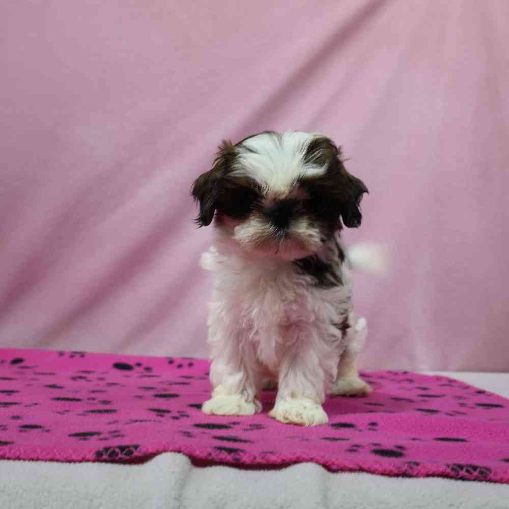 carousel pet images
