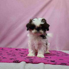 Shih Tzu