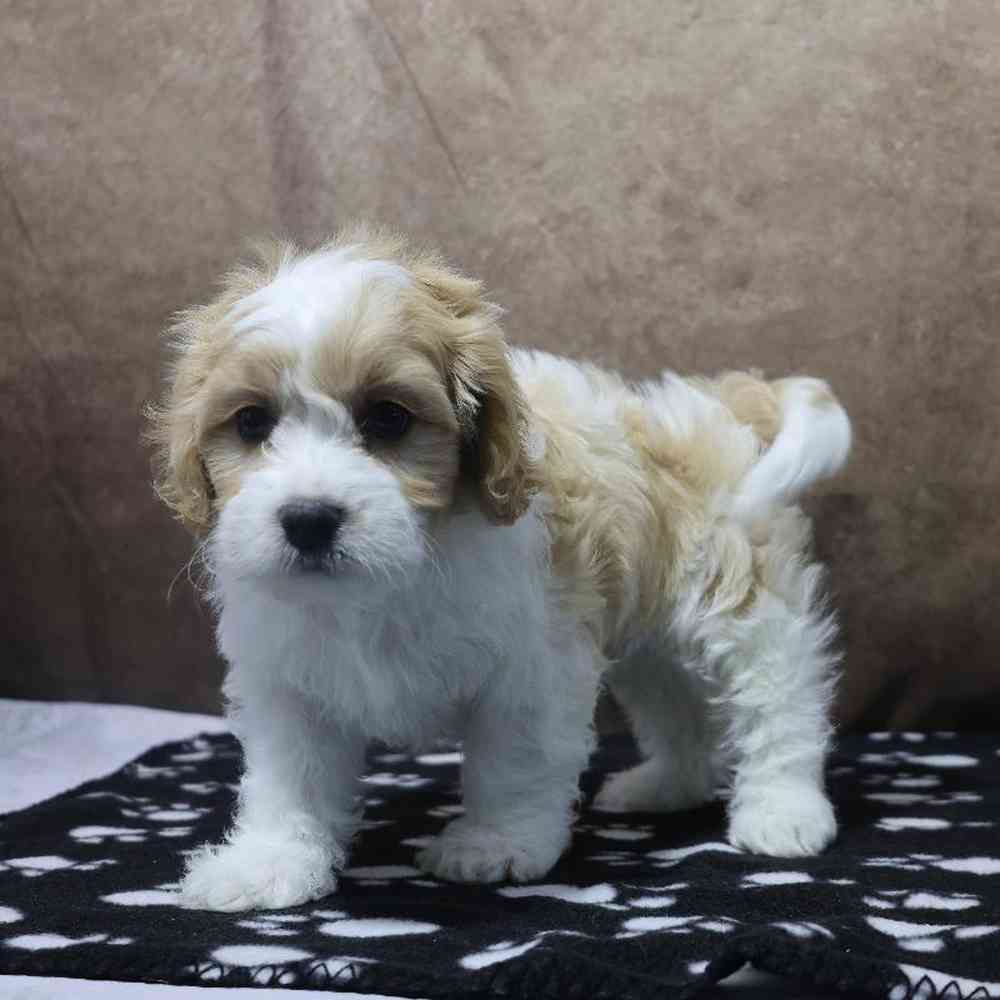 Male Cavachon Puppy for Sale in Millersburg, IN