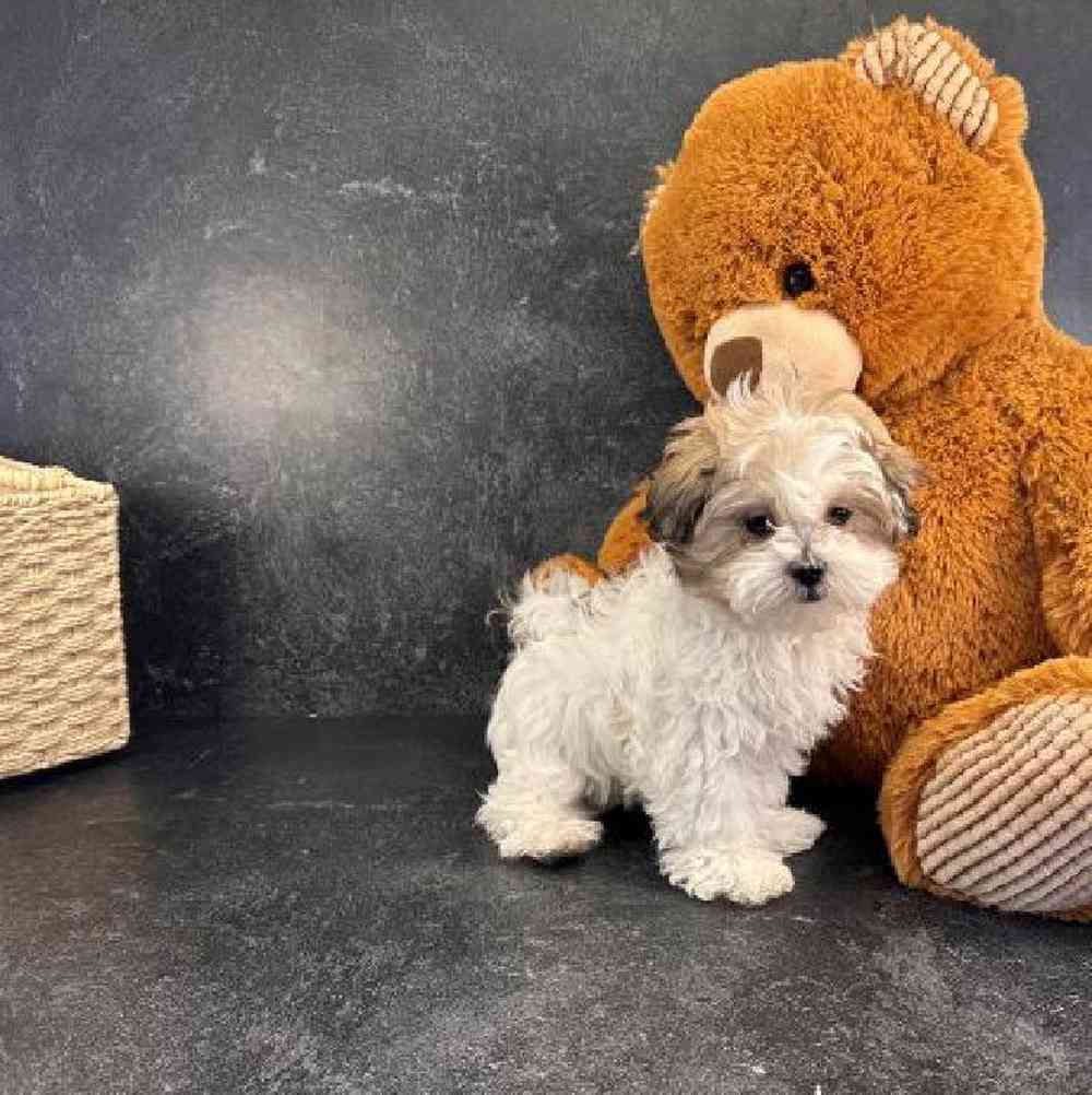 carousel pet images
