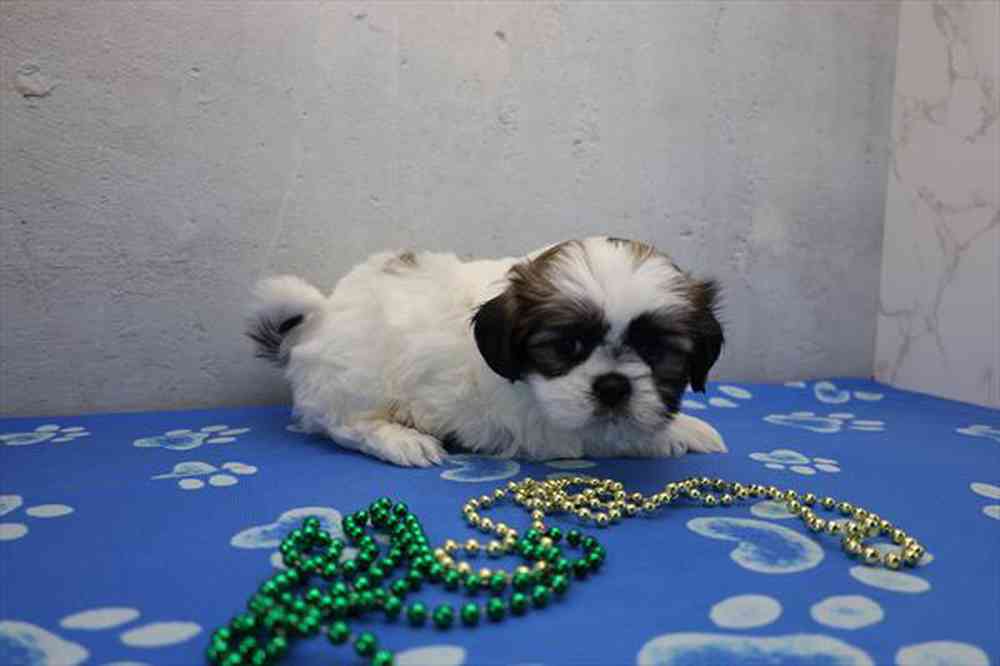 carousel pet images