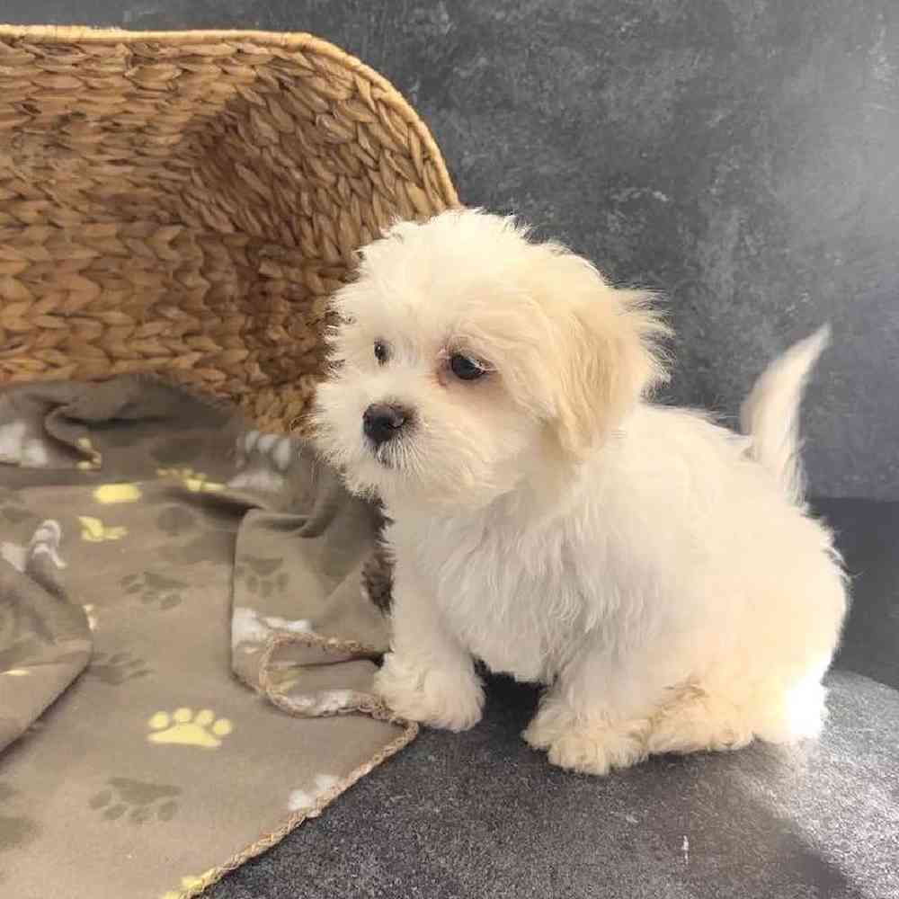 Male Shichon Puppy for Sale in Millersburg, IN
