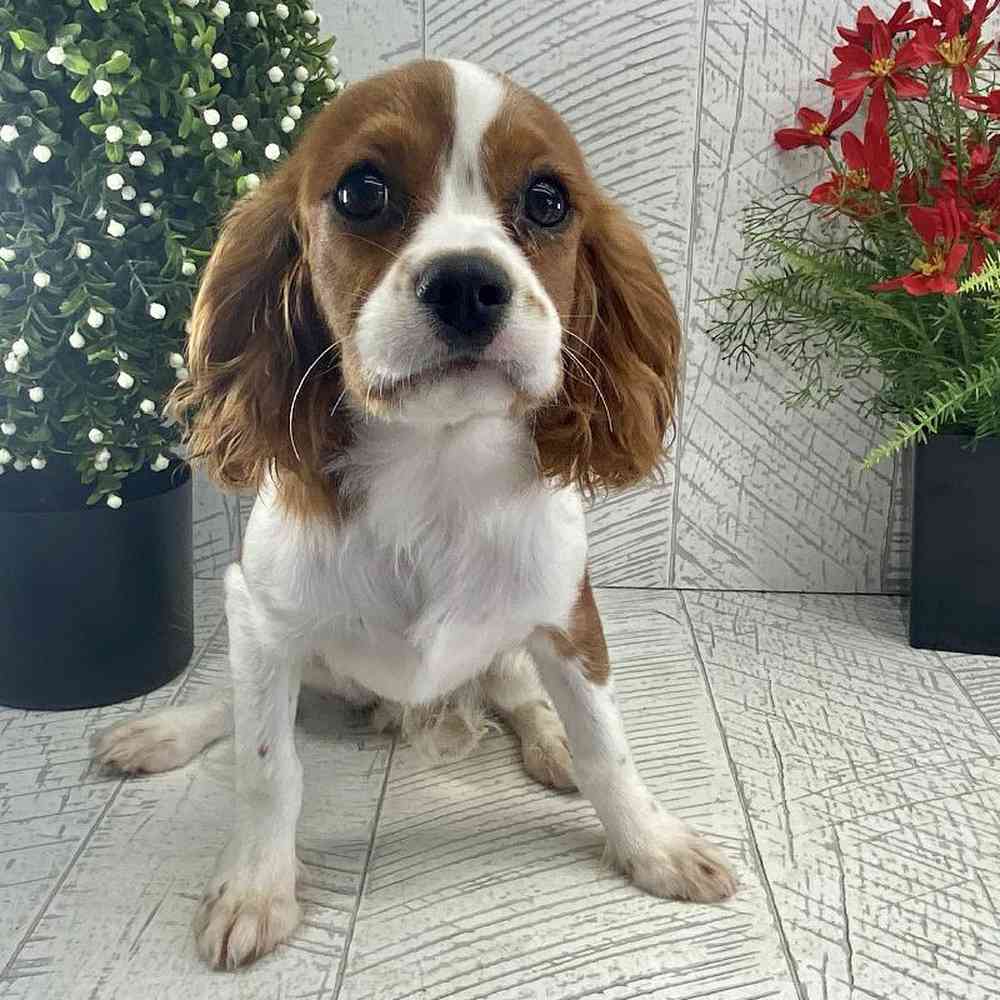 Male Cavalier King Charles Spaniel Puppy for sale