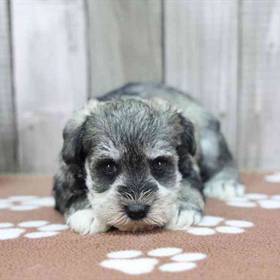 Mini Schnauzer