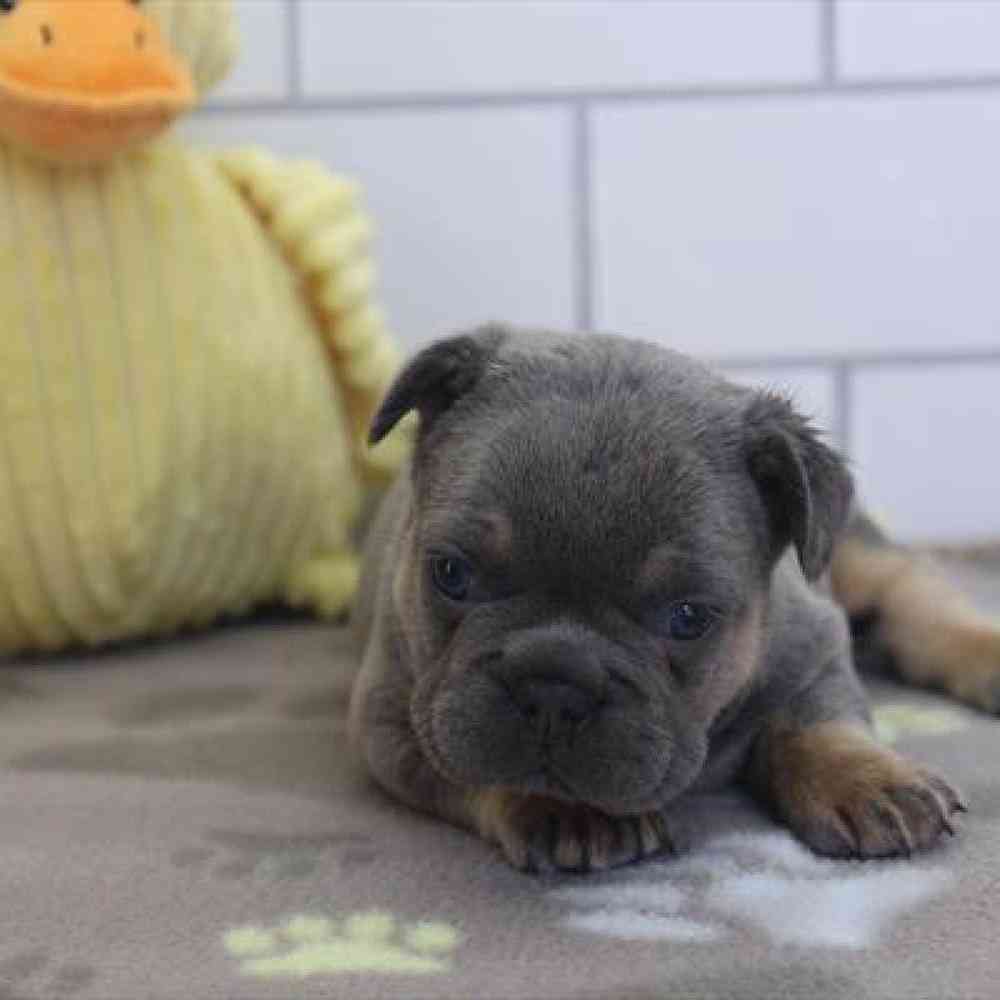 Image of a pet breed in the gallery