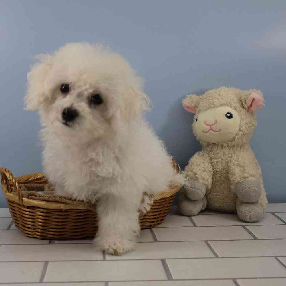 Male Bichon Puppy for Sale in Millersburg, IN