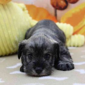 Mini Schnauzer