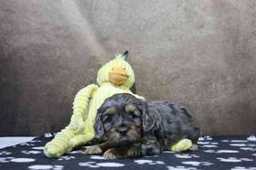 Cavapoo