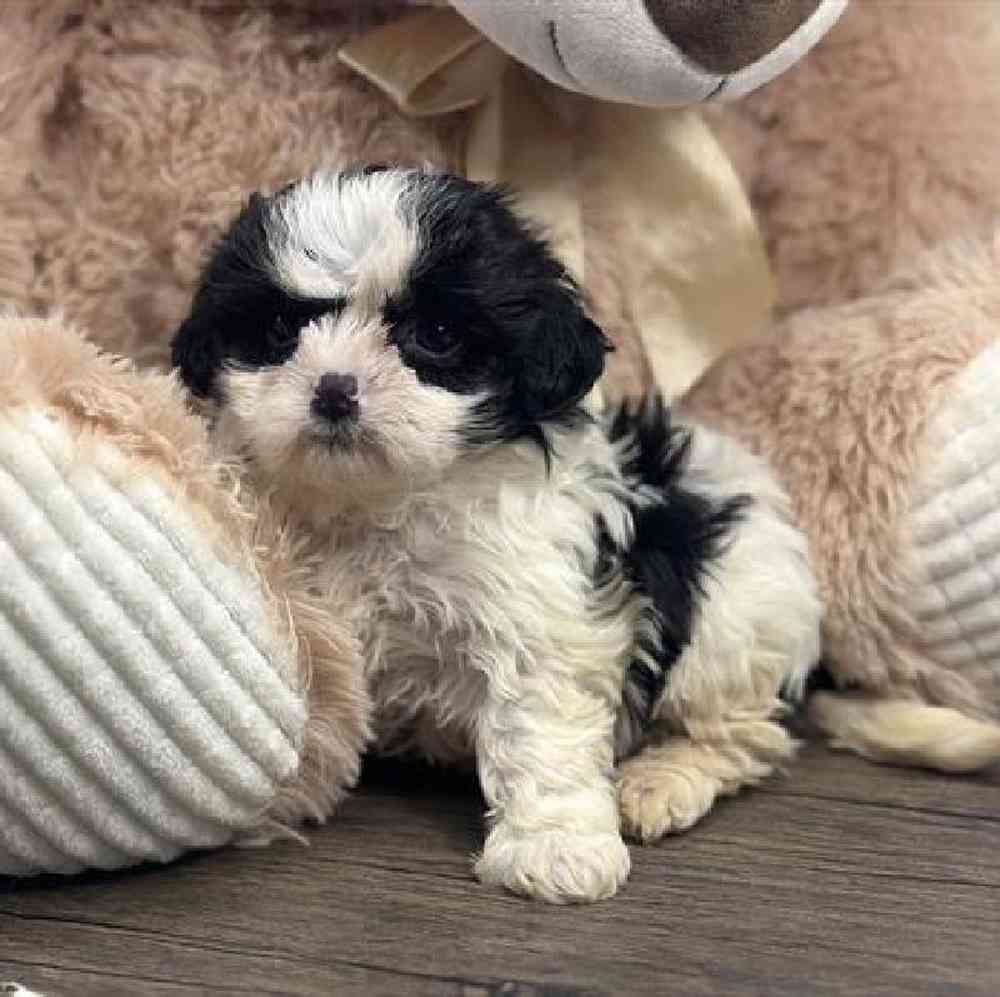 carousel pet images