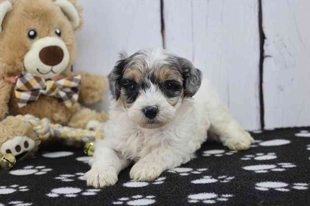 Image of a pet breed in the gallery