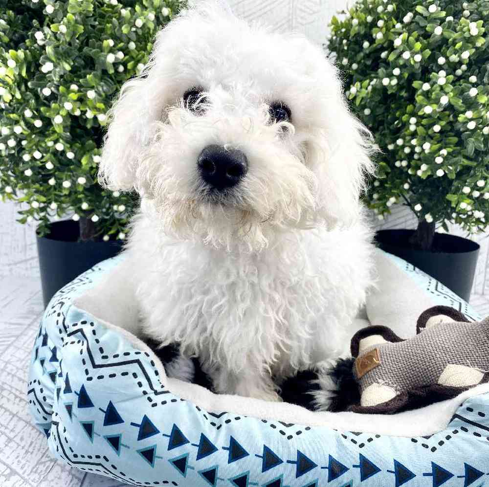 carousel pet images