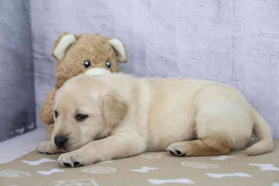 Toby