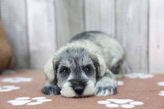 Mini Schnauzer