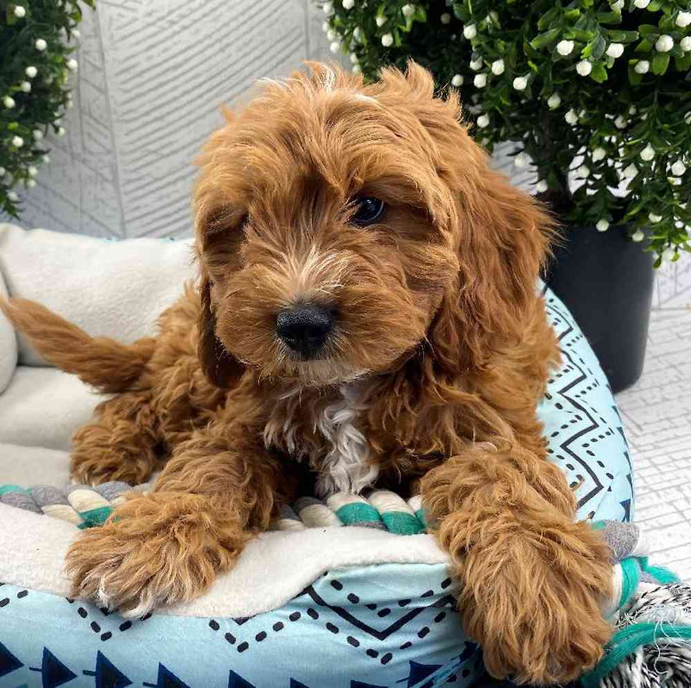 carousel pet images