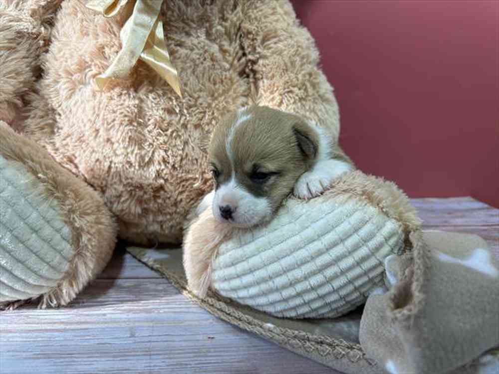 carousel pet images