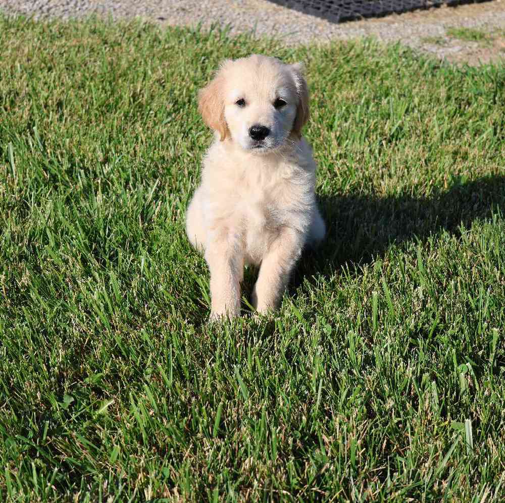 Male Golden Retriever Puppy for Sale in Millersburg, IN