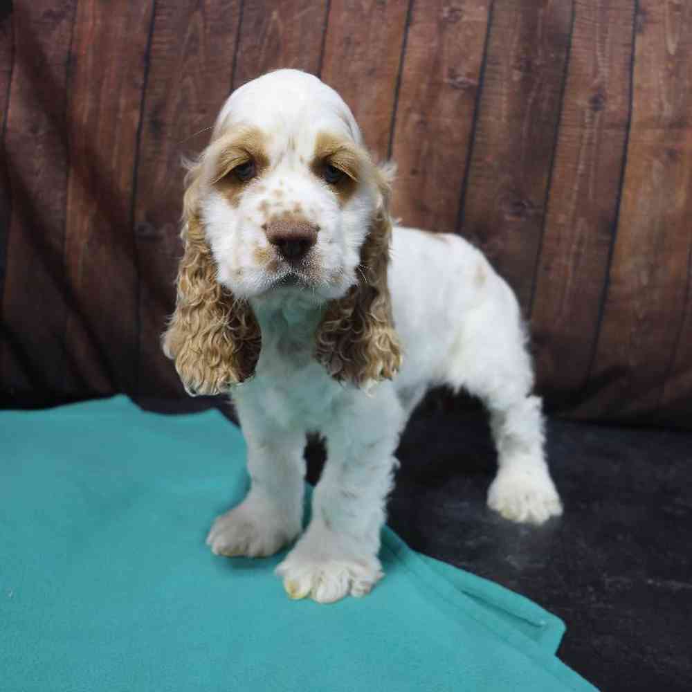 Male Cocker Spaniel Puppy for Sale in Millersburg, IN