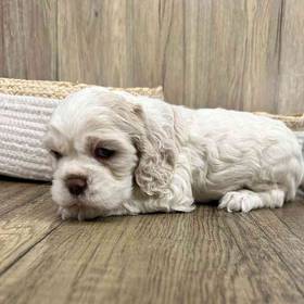 Cocker Spaniel