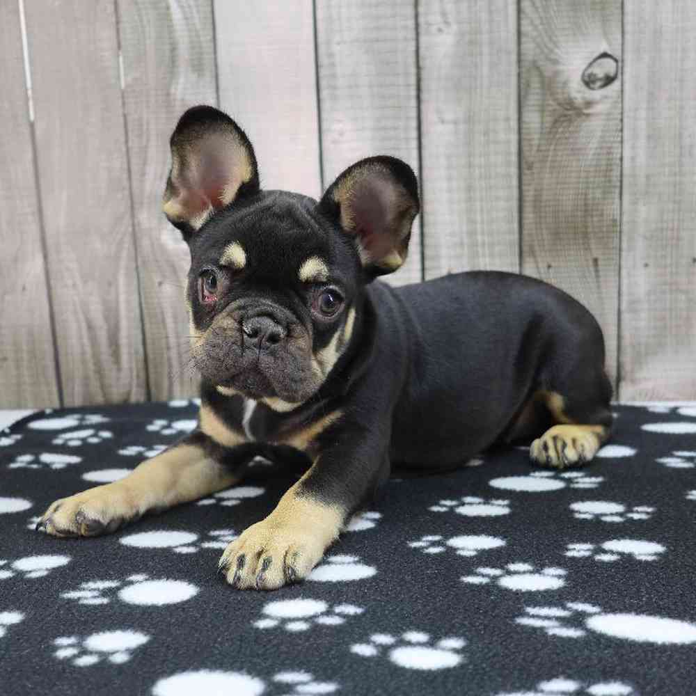 Female French Bulldog Puppy for Sale in Millersburg, IN