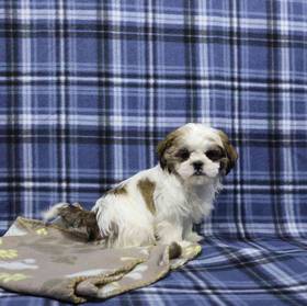 Shih Tzu