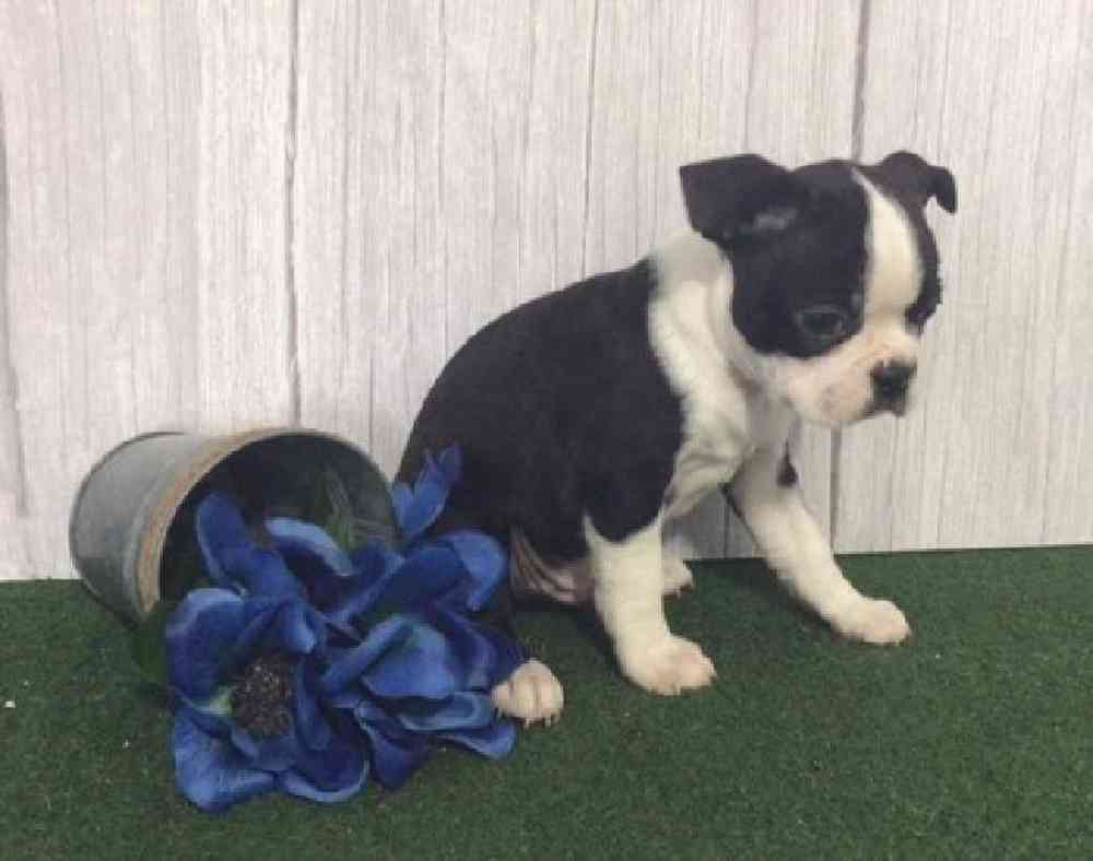 carousel pet images