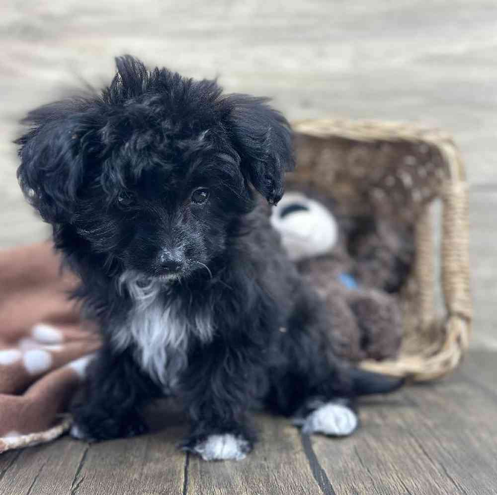 carousel pet images