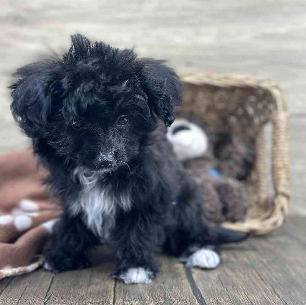 Male Papillon-Toy Poodle Puppy for Sale in Millersburg, IN